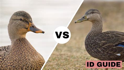 black dicj|black duck male vs female.